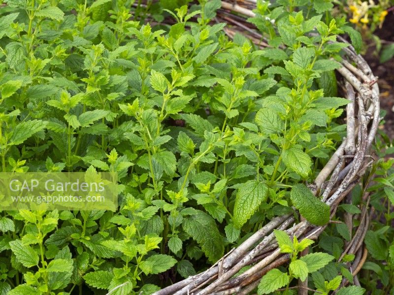 Melissa officinalis - Lemon balm with retaining woven willow fence