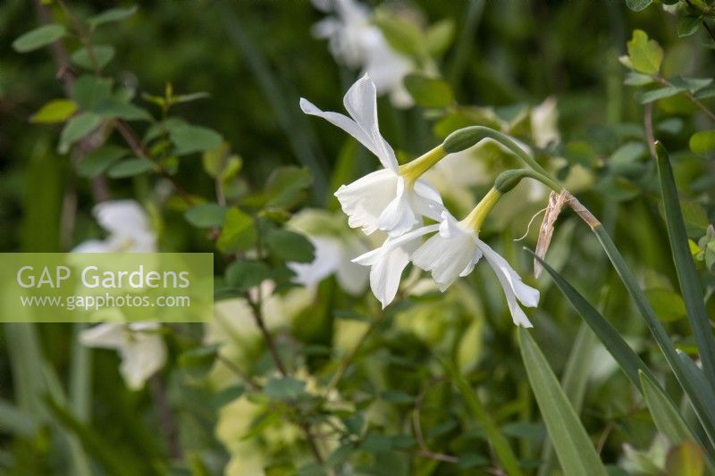 Narcissus 'Thalia' - daffodil - April