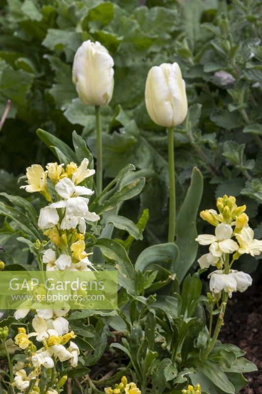 Tulipa 'Purissima' and Erysimum cheiri 'Ivory White' in a mixed border