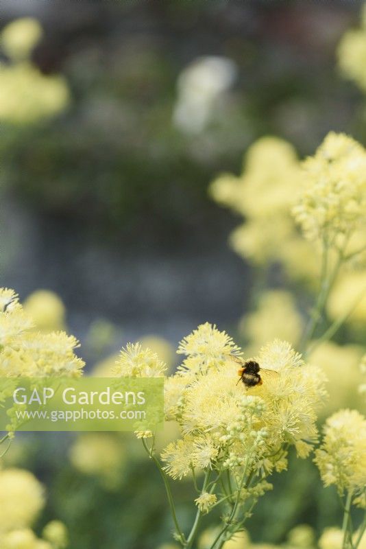 Bumblebee on Thalictrum flavum subsp. glaucum in June