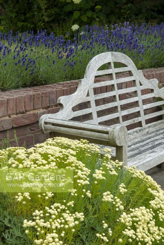 Wooden garden seat beside Santolina virens and Lavandula at the rear behind low brick wall - Open Gardens Day, Easton, Suffolk