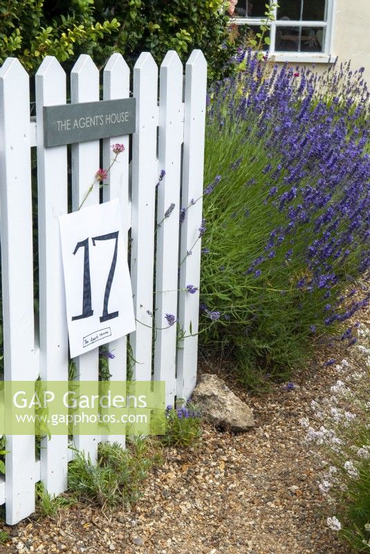 Open gate into garden and Lavender alongside gravel path welcoming visitors inside on Open Gardens Day, Easton, Suffolk