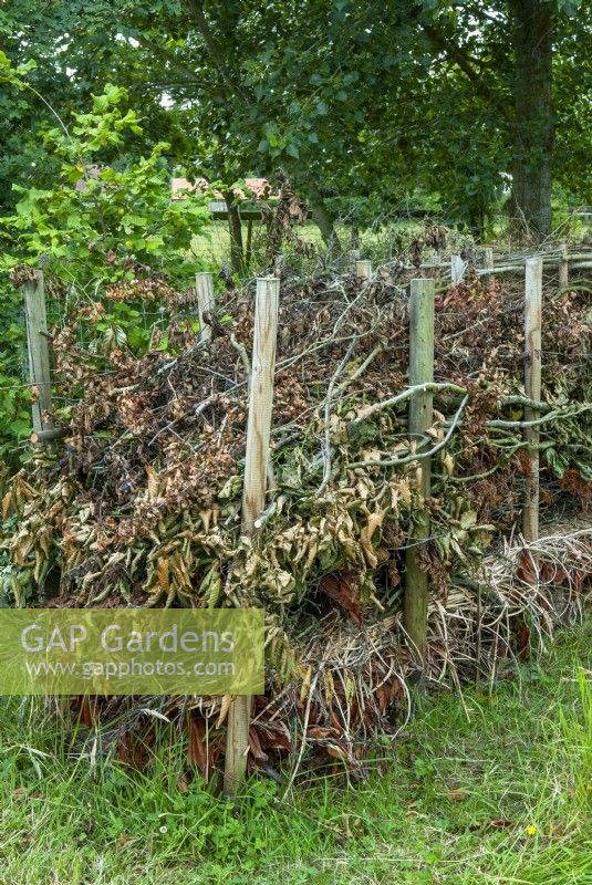 Sticks, twigs and dead vegetation laid between poles to make a natural barrier and a refuge for wildlife and insects - Open Gardens Day, Easton, Suffolk