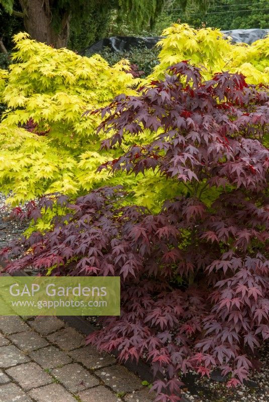 Contrasting Acer foliage - Open Gardens Day, Nacton, Suffolk