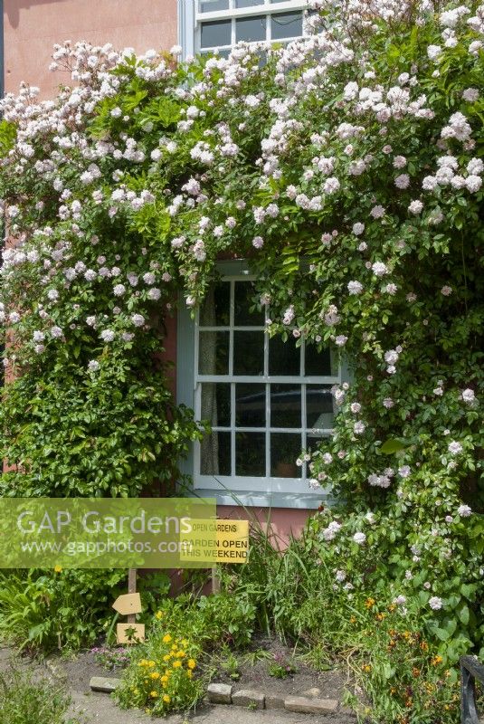 Rambling Rose around windows on house with Open Gardens sign for visitors - Open Gardens Day, Bures, Suffolk