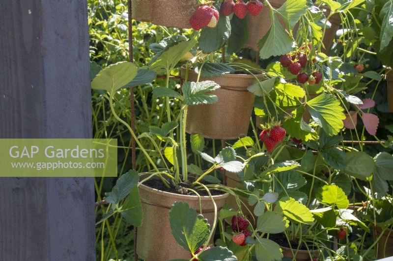 Pots of strawberries hanging from a vertical metal grid - BBC Gardeners' World Live, Birmingham 2023 - Ruth Gwynn Associates The Newson Health Menopause Garden - Designer: by Ruth Gwynn