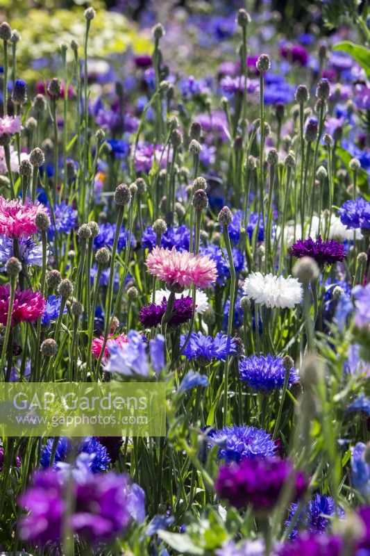 Blue, white and pink cornflowers - Paul Stone Gardens A Garden Fit for a King - BBC Gardeners' World Live 2023, Birmingham NEC - Designer Paul Stone