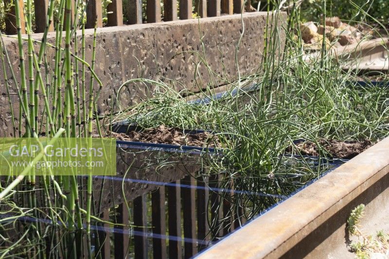Water feature made from recycled oil sumps and planted with Equisetum ramosissimum and Juncus effusus f. spiralis - The 3D Gardener Path of Renewal - BBC Gardeners' World Live 2023, NEC Birmingham - Designer David Negus