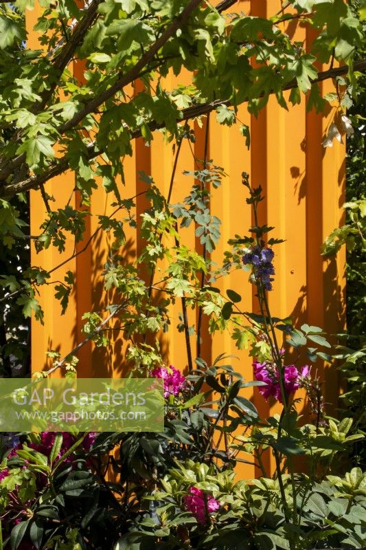Metal corrugated roofing sprayed orange and repurposed as a fence with pink rhododendrons and other planting in front - The 3D Gardener Path of Renewal - BBC Gardeners' World Live 2023, NEC Birmingham - Designer David Negus
