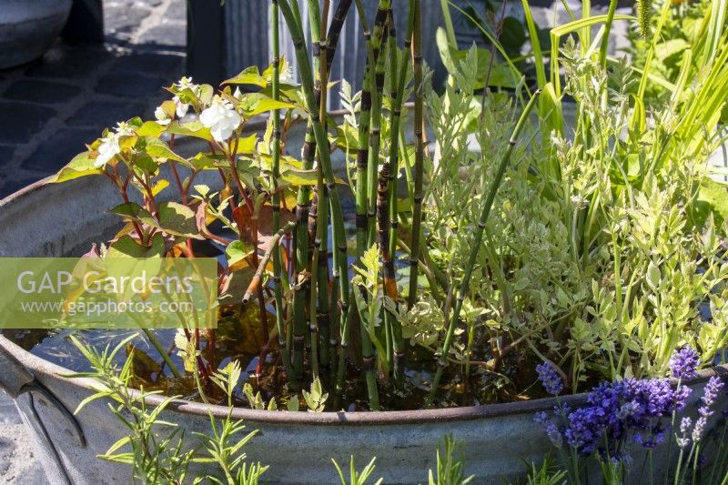 Pond in a recycled tin tub - Beautiful Borders - Thornton's Growing  and  Living The Love Yourself and Nature Retreat - BBC Gardeners' World Live 2023 - Designer Ben Thornton