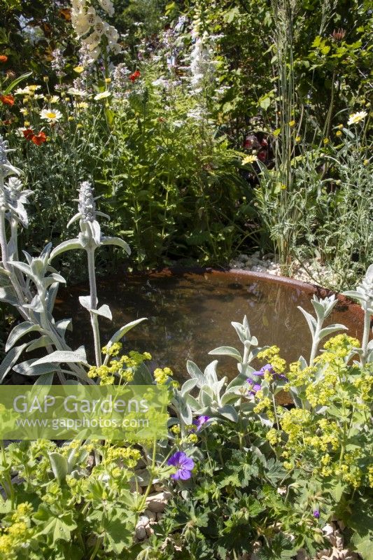 Shallow wildlife pond in recycled metal dish  with Alchemilla mollis and Stachys byzantina- Beautiful Borders Reflection - BBC Gardeners' World Live 2023, NEC Birmingham - Designer Laura McArthur