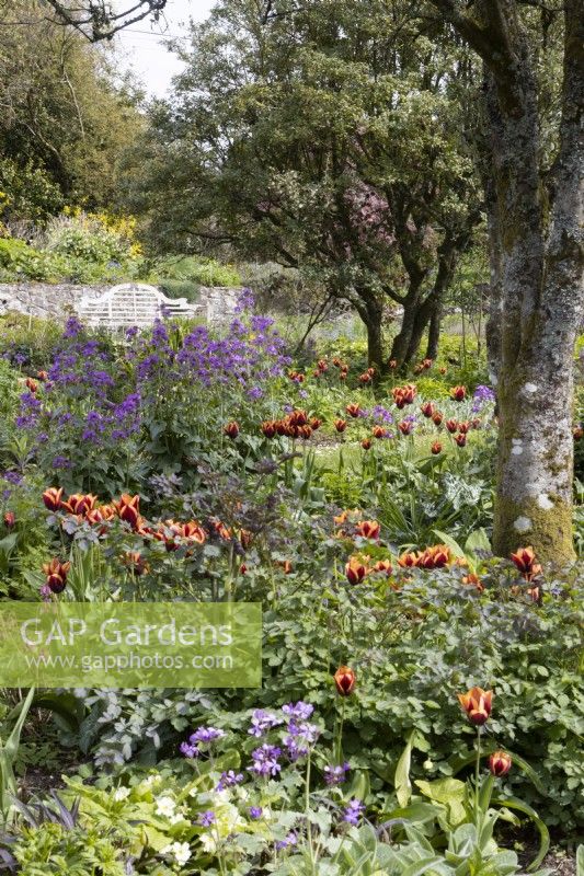 A mixed herbaceous border with Tulip Slawa flowering amongst the new growth. Various trees in the background. Marwood Hill Gardens, Devon. Spring. May