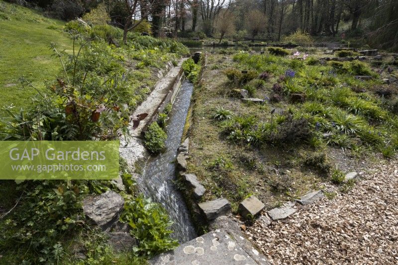 A rill runs with water linking two lakes at Marwood Hill gardens, Devon. Spring. May. 