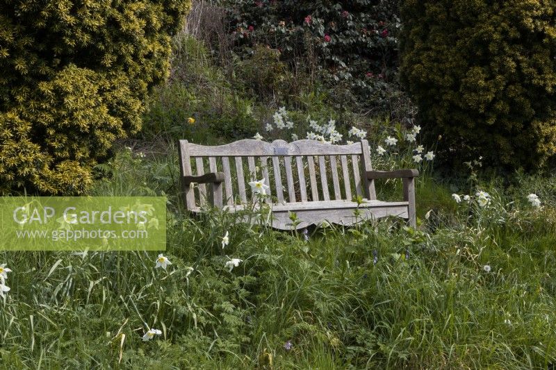 A wooden bench sits amongst spring growth and daffodils. Marwood Hill gardens, Devon. Spring. May. 