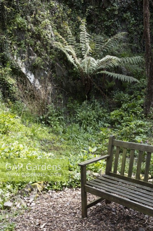 A wooden bench in an old quarry with a tree fern growing in the background. Marwood Hill gardens, Devon. Spring. May. 