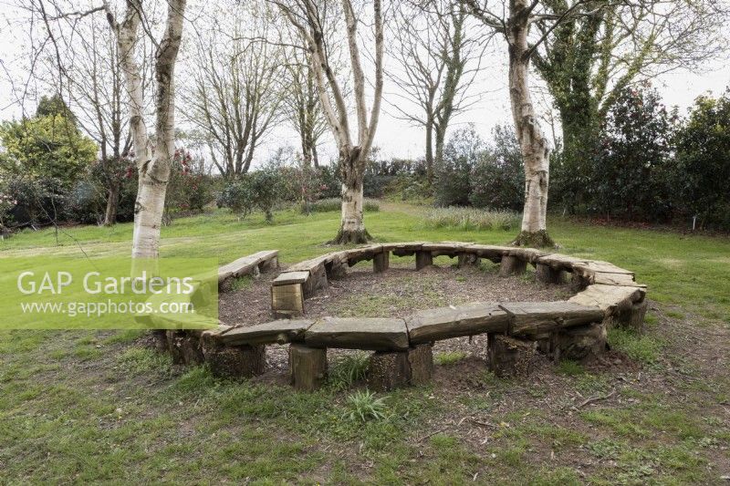 A rustic bench in a spiral shape in the middle of a circle of birch, Betula ermanii, trees. Marwood Hill Gardens. Spring. May. 