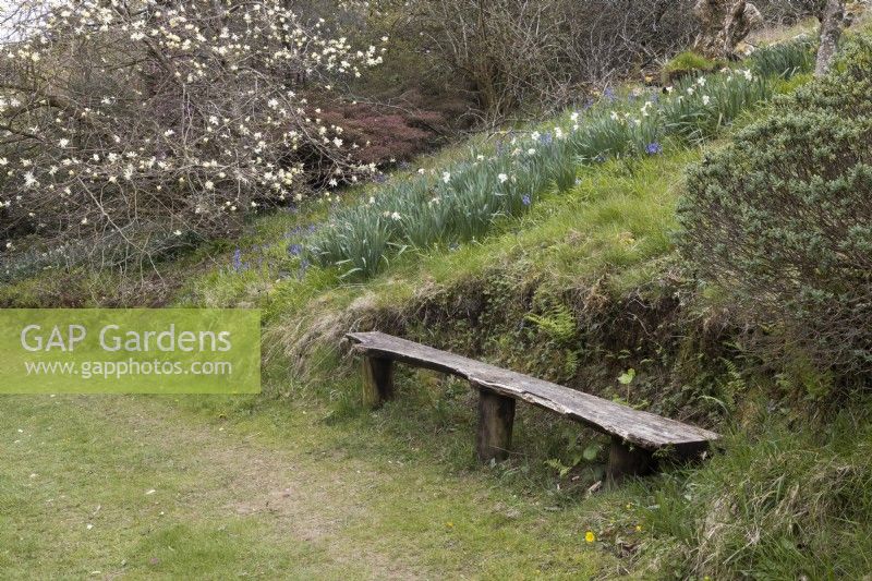 A rustic wooden bench at the base of a slope with daffodils behind and a magnolia Gold Star in the background. Marwood Hill Gardens. Spring. May. 