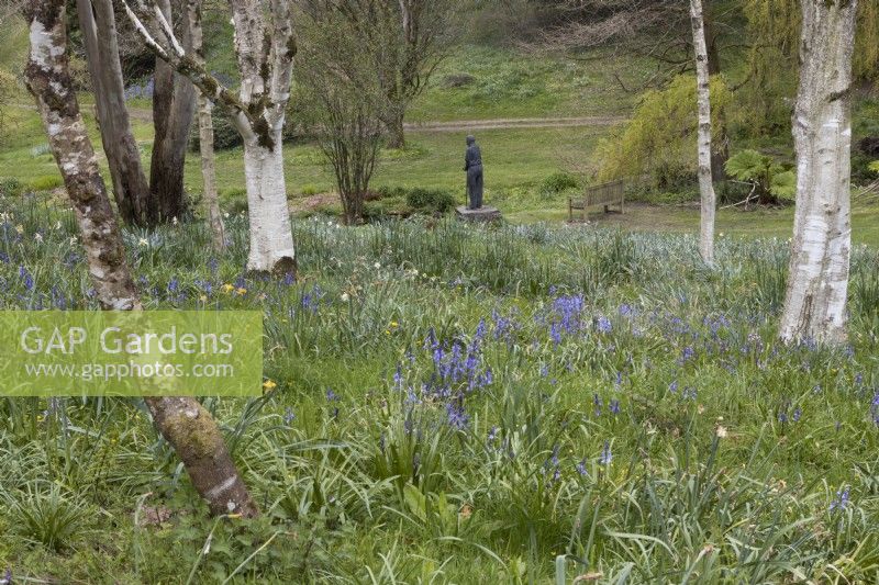A view over bluebells between birch trees to a statue of a man standing looking at a lake. Marwood Hill Gardens. Spring. May. 