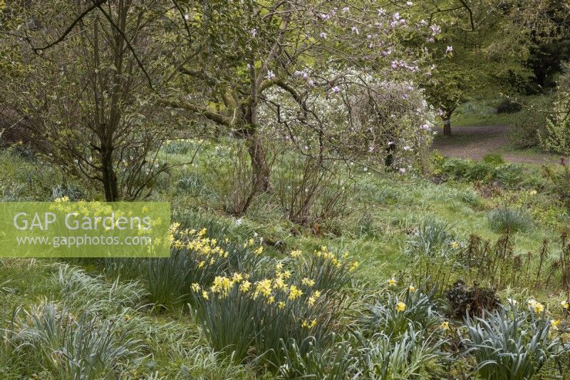 A view over daffodils in a wooded garden, with various trees and varying degrees of emerging spring foliage. A path curves in the background. Marwood Hill Gardens. Devon. Spring. May. 