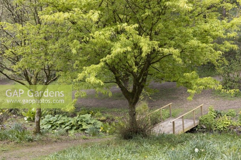 A curving path leads to a bridge over a small stream with a tree with vibrant green leaves beside it. Marwood Hill Gardens. Devon. Spring. May. 