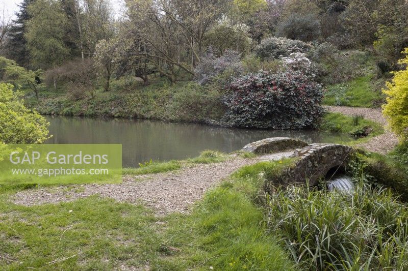 A curving path beside a lake leads over a small stone humpbacked bridge with a waterfall emerging from under the bridge. Marwood Hill Gardens. Spring. May. 