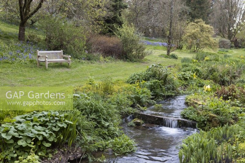 A view across a stream with flowing water and water loving plants growing alongside the stream with a grassed area to the left and a wooden bench on the grass. Marwood Hill Gardens. Devon. Spring. May. 