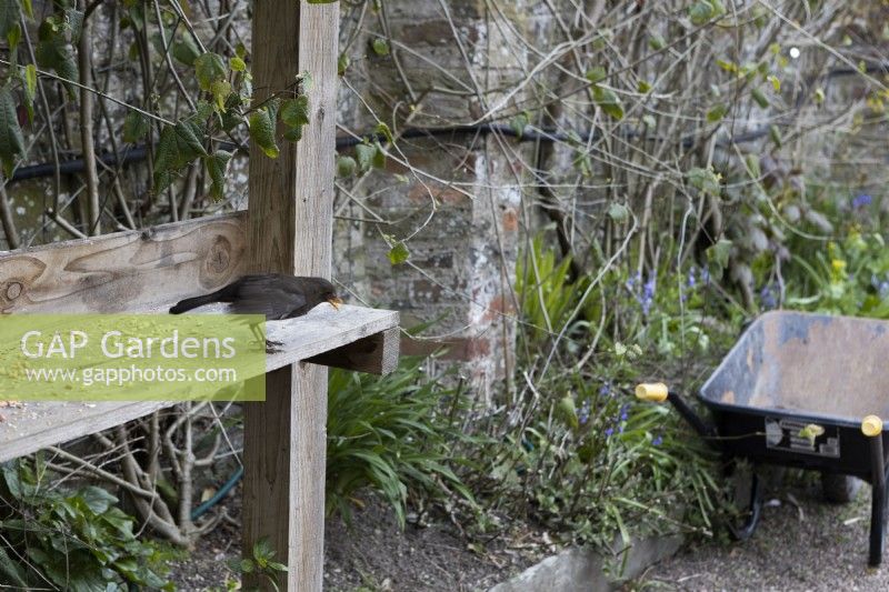 A male blackbird eats bird seed on a wooden shelf with a wheelbarrow in the background. Marwood Hill Gardens. Spring. May. 