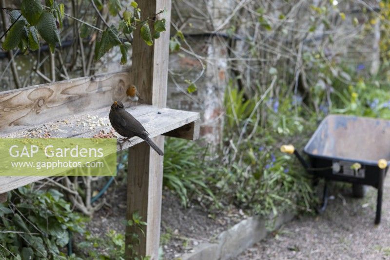 A male blackbird, with a robin behind, eats bird seed on a wooden shelf with a wheelbarrow in the background. Marwood Hill Gardens. Spring. May. 