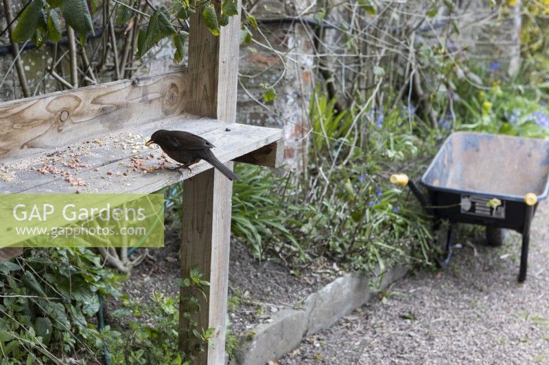 Amale blackbird eats bird seed on a wooden shelf with a wheelbarrow in the background. Marwood Hill Gardens. Spring. May. 