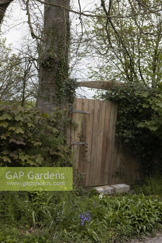 A wooden gate in a hedge. Spring. May. 