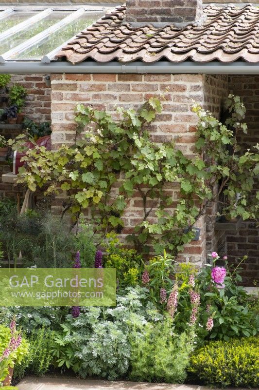 A grape vine is trained up a brick wall, above a herbaceous border planted with lupins, peonies, verbascum and silver artemisia.