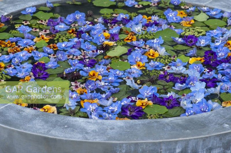 Flowers from larkspur and violas float on the surface of a contemporary water bowl. Design Mark Gregory, Chelsea Flower Show 2023.