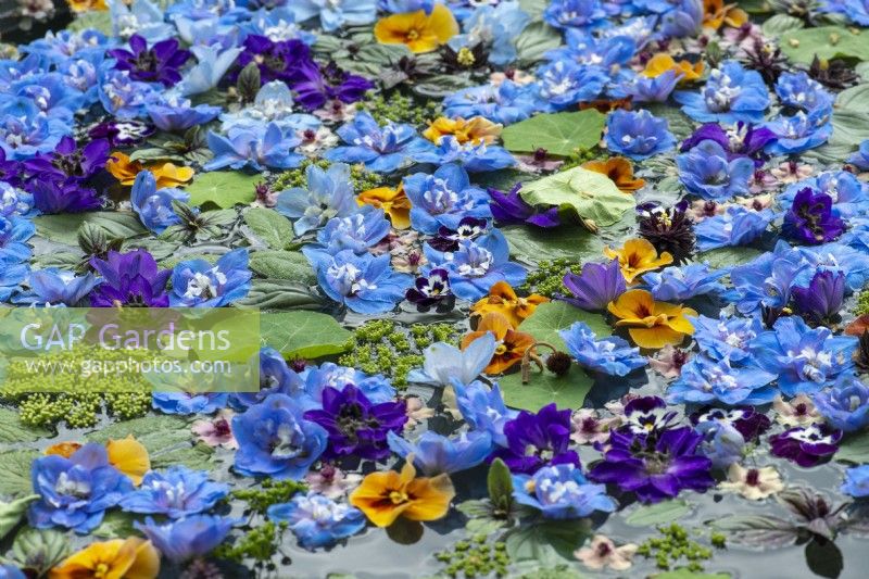 Flowers from larkspur and violas float on the surface of a water bowl.