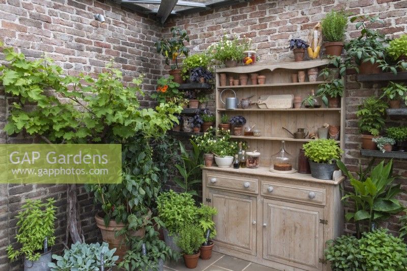 In a covered corner, a pine dresser is surrounded by pots of herbs, chillies and a vine.