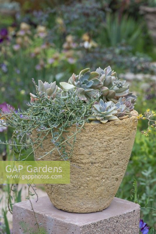 Raised on a plinth, a pot planted with succulents.