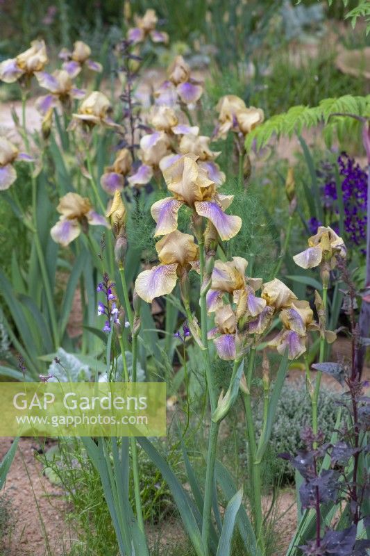 Iris 'Benton Olive', a bearded iris bred by Cedric Morris, growing in a gravel bed.