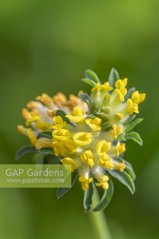 Anthyllis vulnereria flowering in Summer - June
