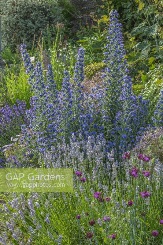 View of mixed perennials and shrubs border in an informal country cottage garden in Summer - June