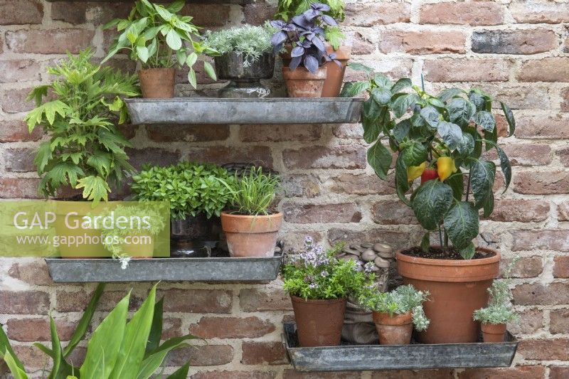 Shelves on an old brick wall carry pots of herbs and chillies.