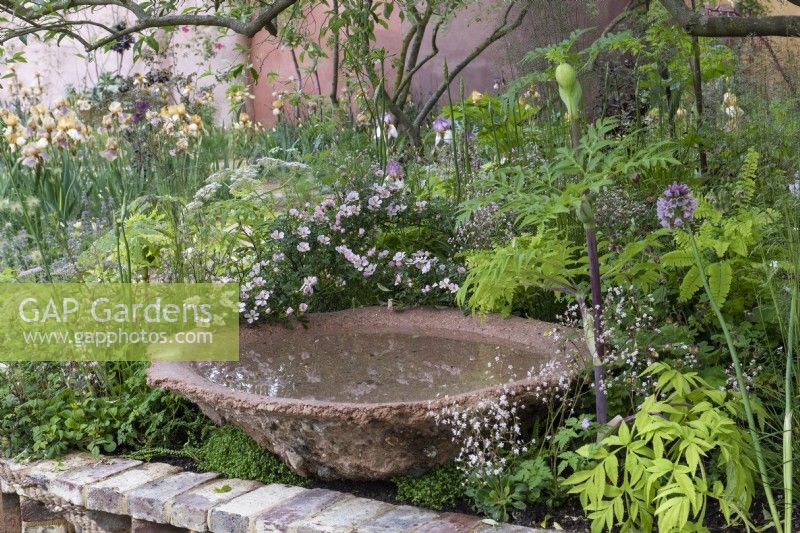 A still water bowl, cast from waste aggregrate, is surrounded in Benton irises bred by Cedric Morris, a great British plantsman, and Rosa 'Nozomi' is reflected in the water.