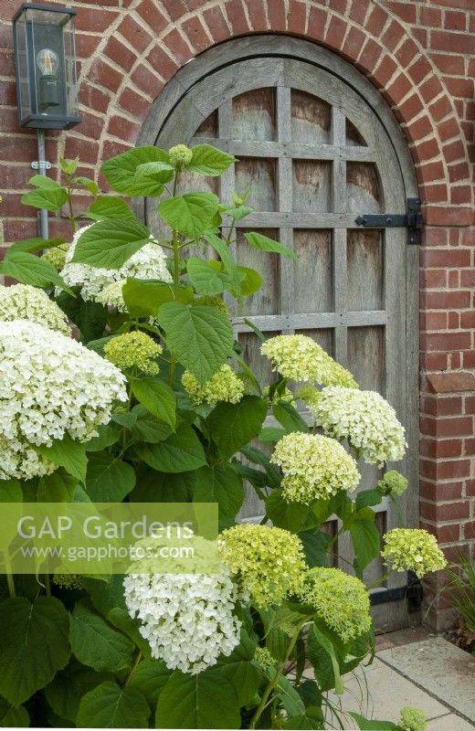 Hydrangea arborescens beside doorway into garden - Open Gardens Day, Easton, Suffolk