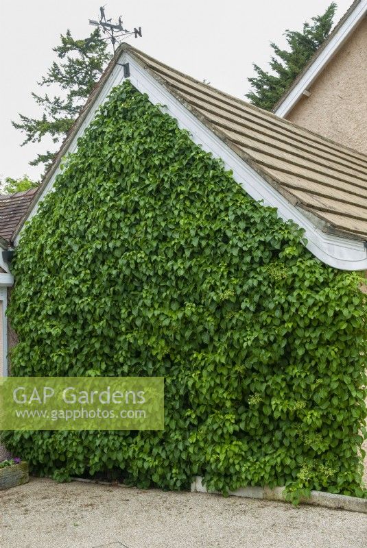 Hydrangea petiolaris - Climbing Hydrangea covering entire gable end of building - Open Gardens Day, Nacton, Suffolk