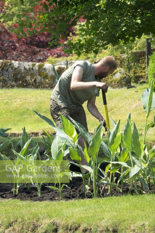 Gardener of Arcen Castle gardens planting Canna plants in new terrace form garden.