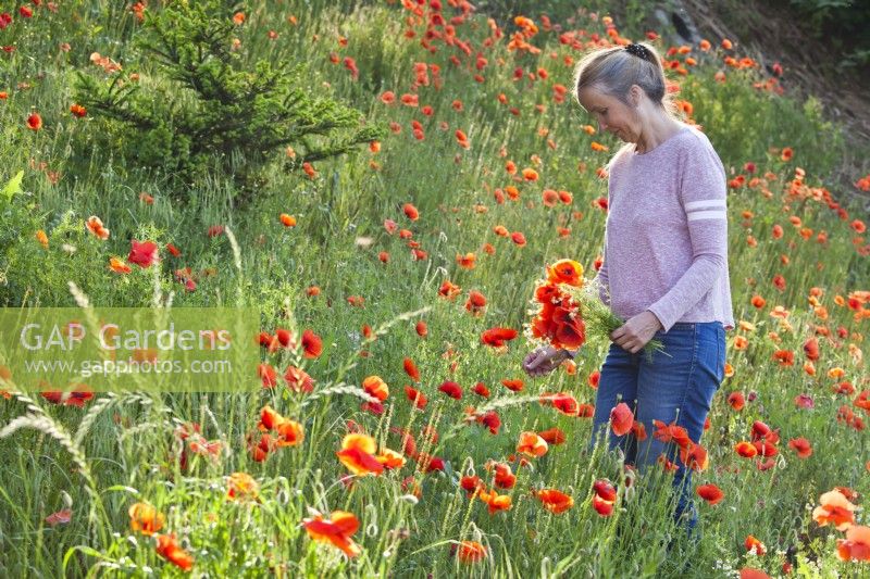 Woman picking poppies for an arrangement.