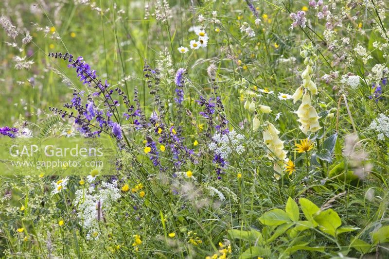 Wild flower meadow with Digitalis grandiflora, Salvia pratensis - Meadow Clary, Leucanthemum vulgare - daisy, Ranunculus acris and Silene vulgaris.