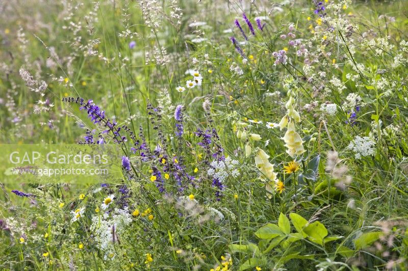 Wild flower meadow with Digitalis grandiflora, Salvia pratensis - Meadow Clary, Leucanthemum vulgare - daisy, Ranunculus acris and Silene vulgaris.