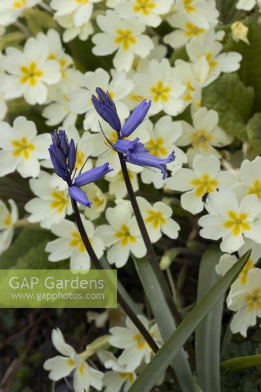 A bluebell, Hyacinthoides hispanica in front of primrose, Primula vulgaris flowers. Close up. Spring. May. 