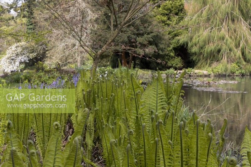 Ostrich, fiddlehead ferns grow beside a lake. Marwood Hill Gardens, Devon. Spring. May. 