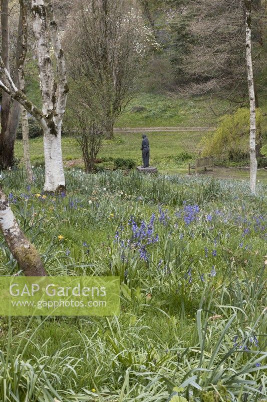 A view over bluebells between birch trees to a statue of a man standing looking at a lake. Marwood Hill Gardens. Spring. May. 