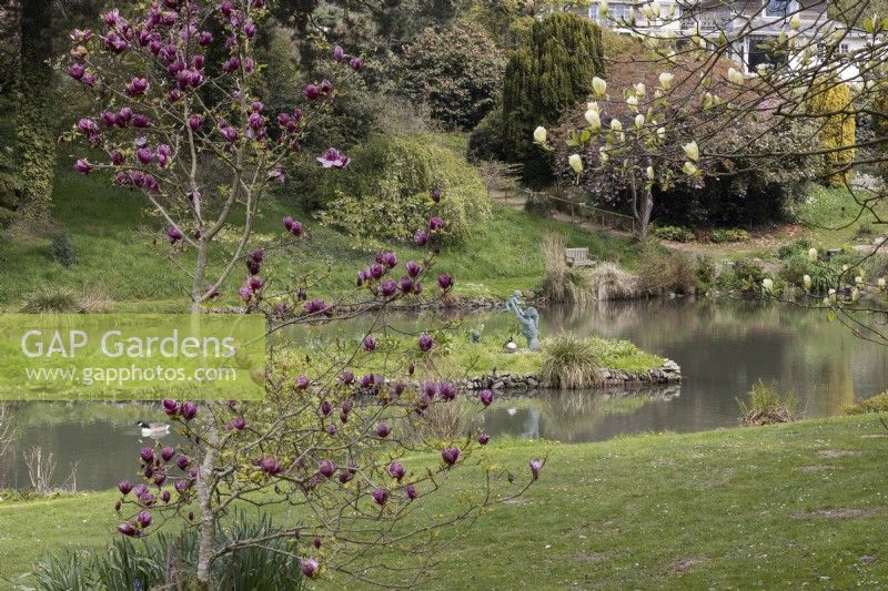 A view through magnolia trees to a large lake with an island. A statue of a young girl swinging a small child in the air is on the island. Trees with varying stages of emerging spring foliage are in the background. Marwood HIll Gardens. Devon. Spring. May. 